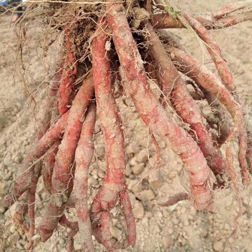 東北丹參種植戶