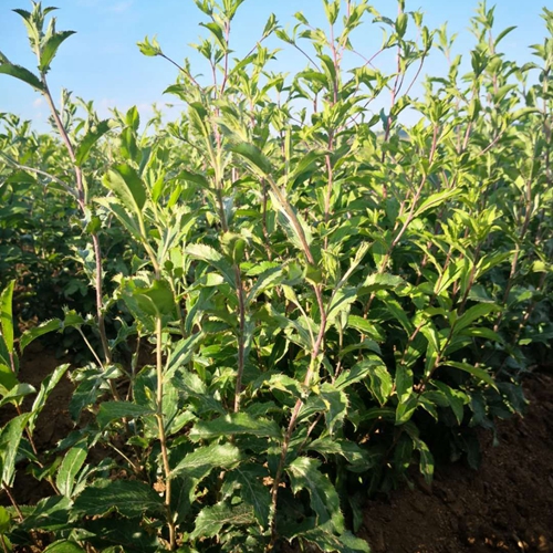 合肥蒼術(shù)種植戶