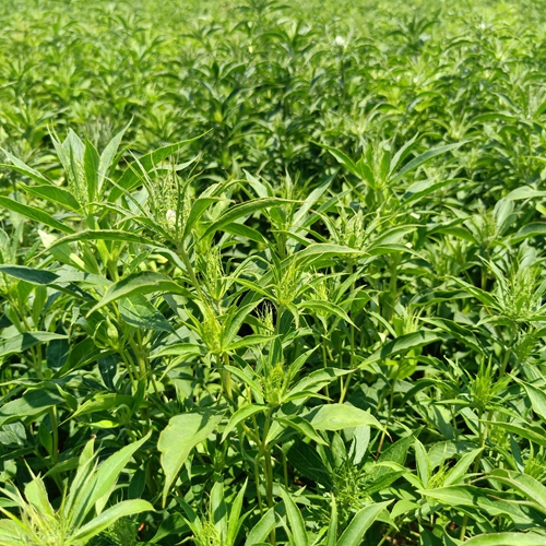 淮南白術(shù)種植戶(hù)