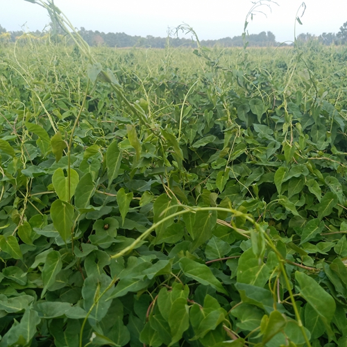 內(nèi)蒙何首烏種植戶(hù)