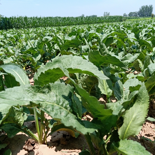 浙江紫苑種植戶(hù)