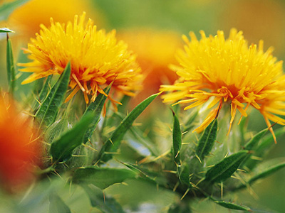 如何正確采購(gòu)藥材種苗