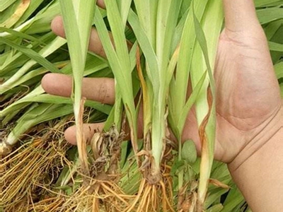 從藥材種植，來(lái)分析來(lái)年藥市