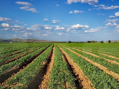 春季中藥材的管理要點