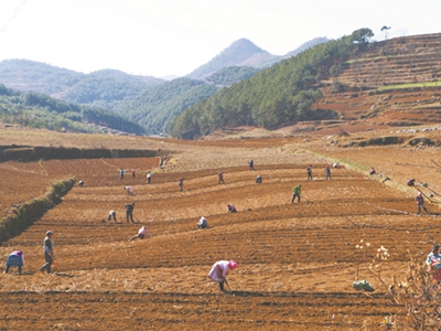 藥材種植——各種土質(zhì)適合的藥材品種